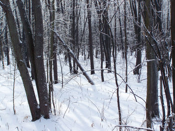 Bare trees in forest during winter