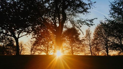 Close-up of silhouette trees against sky during sunset