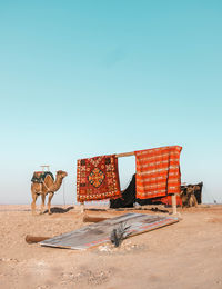 Horse cart in desert against clear sky