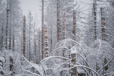 Close-up of snow in forest during winter