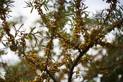 Low angle view of flowering plants on tree