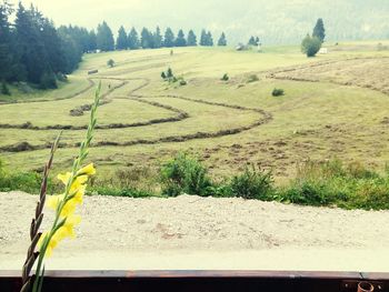 Scenic view of agricultural field