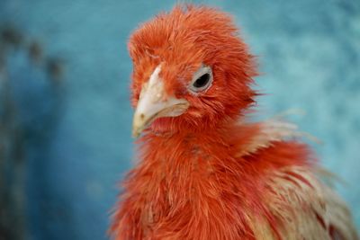 Close-up of a bird