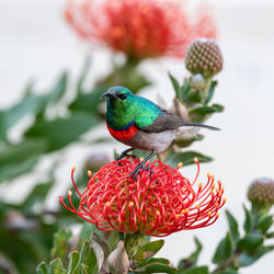 Close-up of bird perching on flower