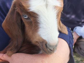 Close-up of person with dog