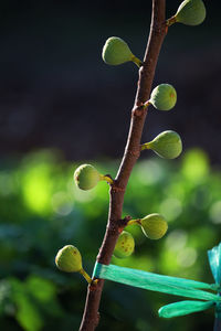 Close-up of figs growing on tree