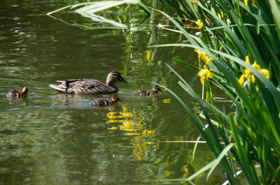 Mallard ducks in lake