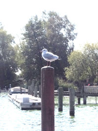 Bird perching on tree trunk