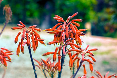 Close-up of red flowering plant