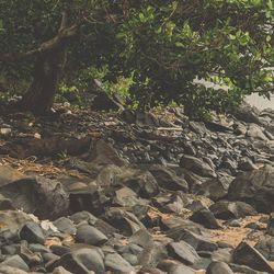 Rock formations in forest