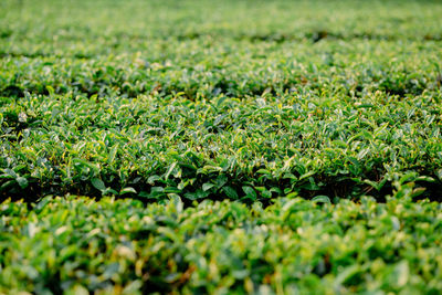 Full frame shot of corn field