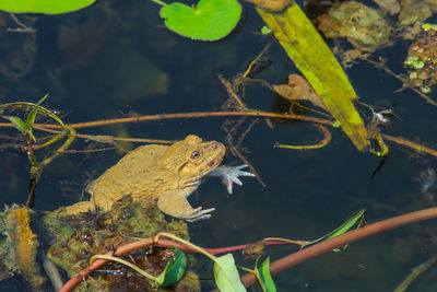 Close-up of frog in water