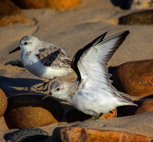 High angle view of sandpipers at beach on sunny day