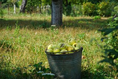 Fresh fruits in basket on field