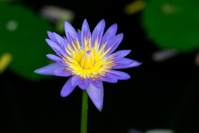 Close-up of crocus blooming outdoors