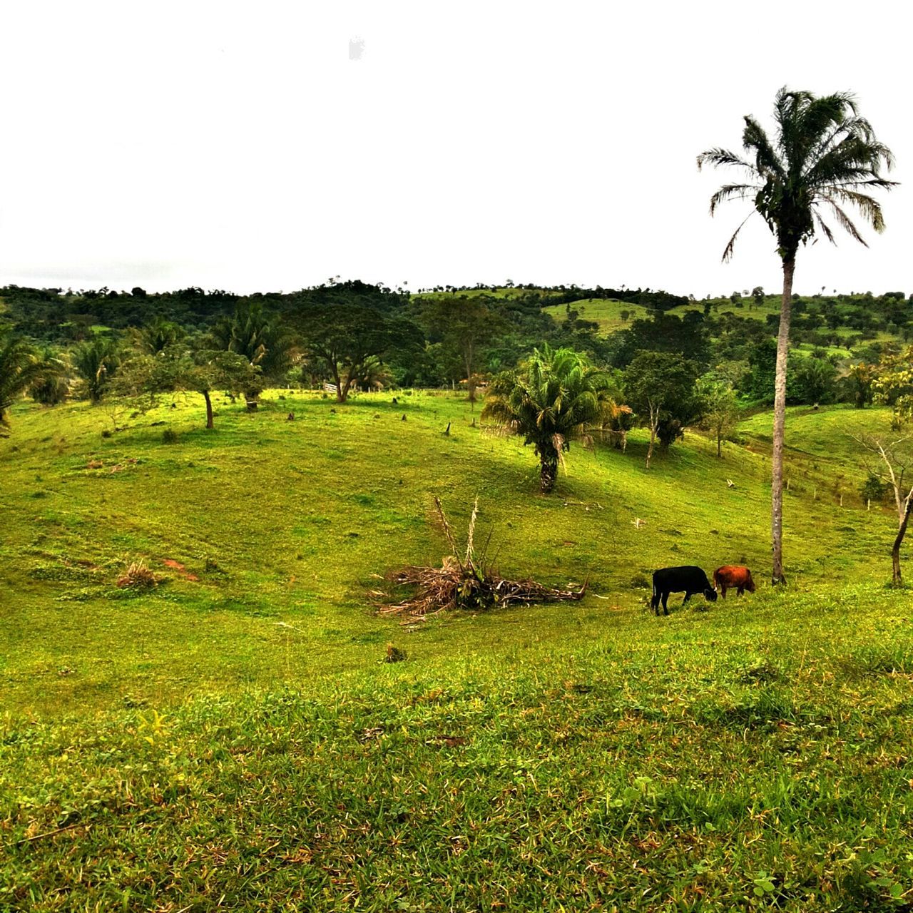 tree, grass, tranquil scene, tranquility, green color, landscape, growth, field, clear sky, scenics, beauty in nature, nature, grassy, green, palm tree, lush foliage, idyllic, sky, non-urban scene, copy space