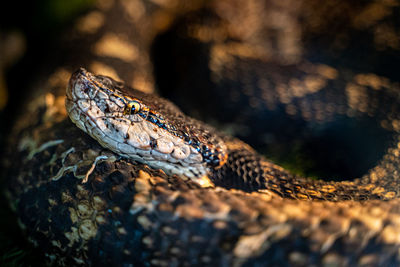 Close-up of lizard on land