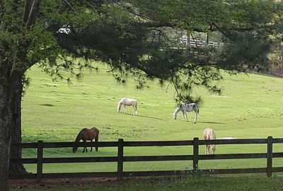 Horses grazing on field