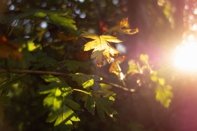 Close-up of sunlight streaming through leaves