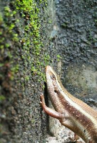 Close-up of lizard on rock