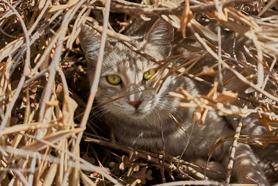 Closeup portrait of cute striped fur cat in the grass and leaves. domestic wild cat. 