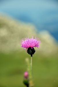 Close-up of purple flowering plant