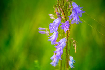 Close-up of purple flowering plant