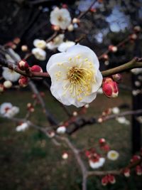 Close-up of white flowers