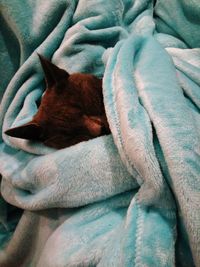 Close-up of cat sleeping on bed