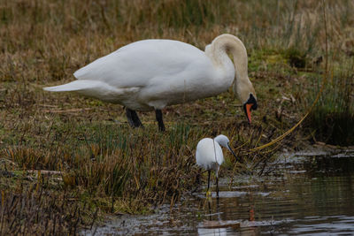 White duck on the lake