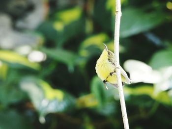 Close-up of insect perching on plant