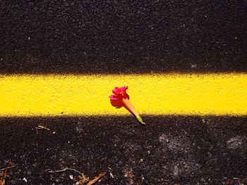 High angle view of pink flower on road during sunny day