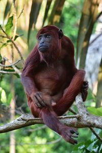 Monkey sitting on tree branch