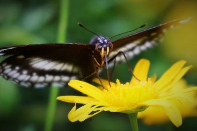 Close-up of insect on yellow flower