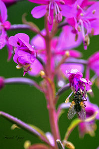 Close-up of bee on pink flowers