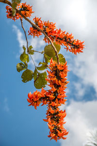 Low angle view of orange flowering plant against sky