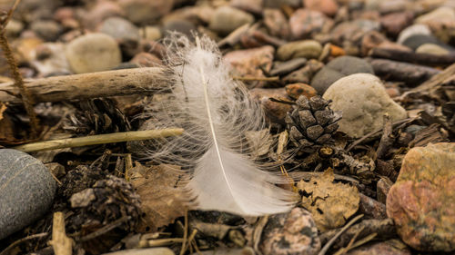 Close-up of feather on dry land