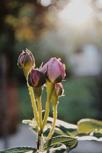 Close-up of wilted flowering plant