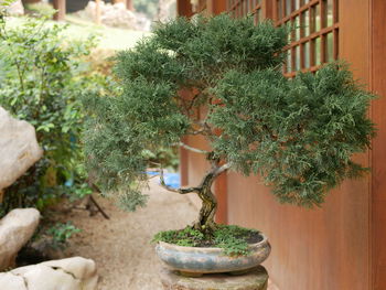 A beautiful bonsai, small tree that mimic the shape and scale of full size tree, in a small clay pot