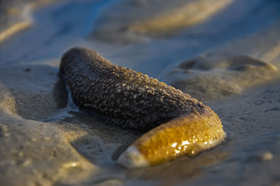 Close-up of crab on beach