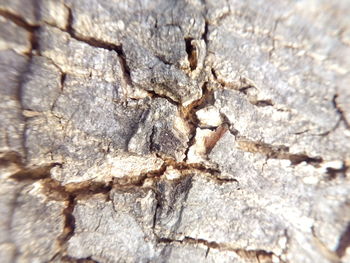 Close-up of insect on branch