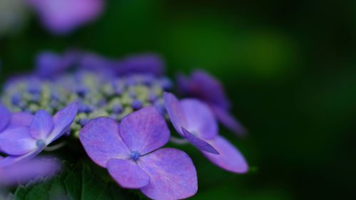 Close-up of purple flowers blooming outdoors