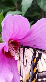 Close-up of butterfly on pink flower