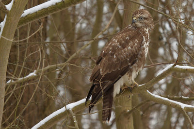 Eurasian buzzard perching on bare tree branch during winter