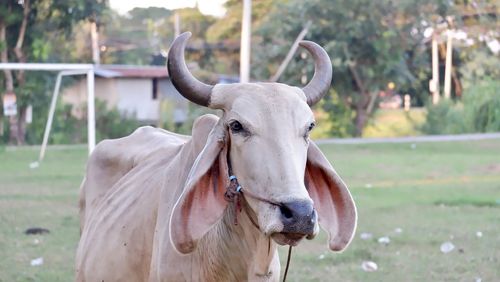 Close-up portrait of a horse on field