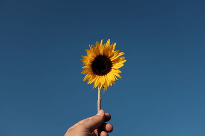 Cropped hand holding sunflower against clear blue sky