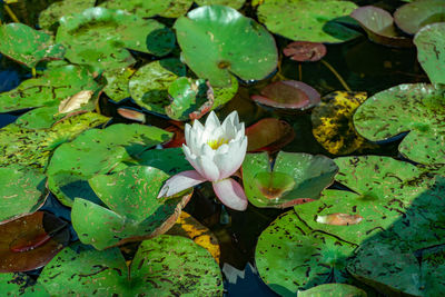 Close-up of lotus water lily in lake