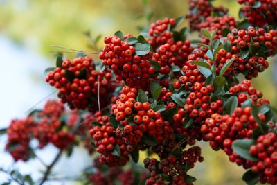 Low angle view of berries growing on tree