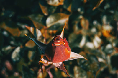 Close-up of orange rose flower