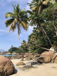 Low angle view of palm trees against sky